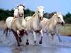 Camargue-Pferde