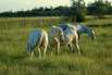 Camargue (Provence) Südfrankreich