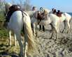 Reiter in der Camargue