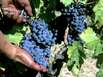 Weinfest Provence