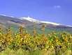 Weinanbau-Gebiet / Appellation Cotes du Ventoux (AOC)