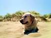 Urlaub mit Hund in der Provence