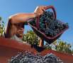 Weinlese (Weinernte) in der Provence 2008