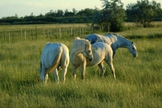 Camargue (Provence) Südfrankreich