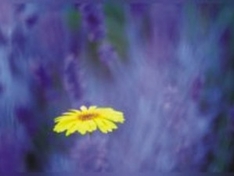 Lavendel in der Provence