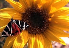 Naturparks Nationalparks der Provence