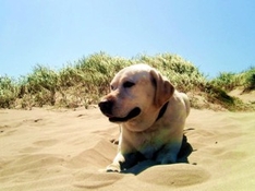 Urlaub mit Hund in der Provence