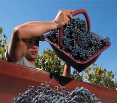 Weinlese (Weinernte) in der Provence 2008