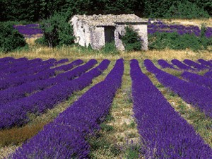 Lavendel in der Provence