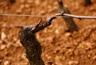 Wein in der Region Ardeche