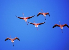 Rosa Flamingos