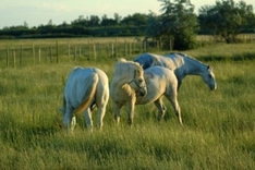 Camargue-Pferde