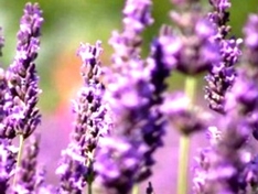 Lavendel