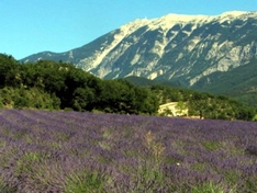 Berge und Lavendel