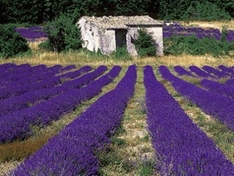 Bio-Urlaub oder Öko-Urlaub in der Provence