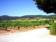 Weinanbau-Gebiet Appellation Bandol AOC (Provence)
