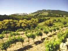 Weinanbau-Gebiet / Appellation Beaumes-de-Venise (AOC)