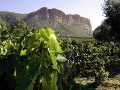 Weinanbau-Gebiet / Appellation Cassis (AOC)