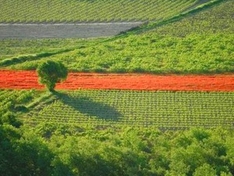 Weinanbau-Gebiet / Appellation Côtes-du-Luberon (AOC)