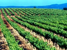 Weinanbau-Gebiet / Appellation Costières-de-Nîmes (AOC)