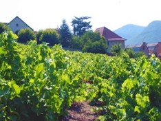 Weinanbau-Gebiet / Appellation Coteaux Pierrevert (AOC)