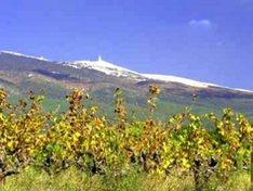 Weinanbau-Gebiet / Appellation Cotes du Ventoux (AOC)