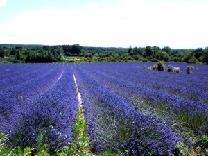 Lavendel-Feste Termine