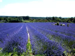 Lavendel-Routen in der Provence