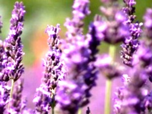 Lavendel-Feste in der Provence