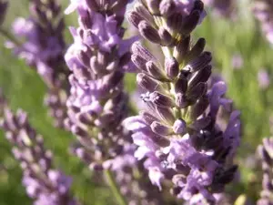Lavendel Blüten