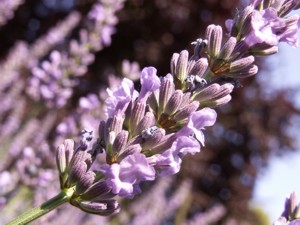 Echter Lavendel - Lavendula augustifolia