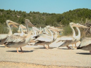 Pelikane im Freiluftzoo