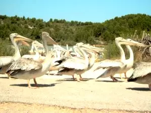 Pelikane Provence
