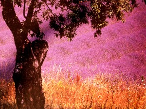 Farbenrausch Provence Lavendel