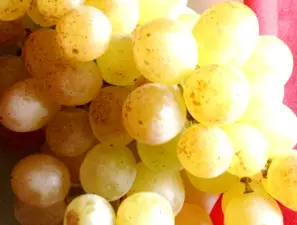 Biowein Trauben