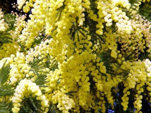 Mimosen