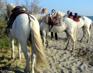 Reiter in der Camargue