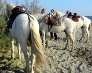 Camargue-Pferde bei der Rast
