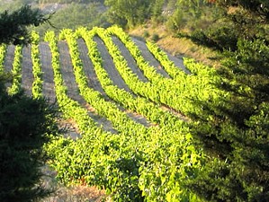 Weinanbau-Gebiete - Weinregionen Provence