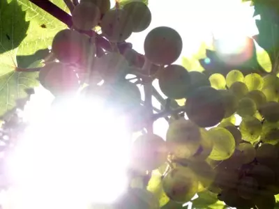 Weinreben in der Provence