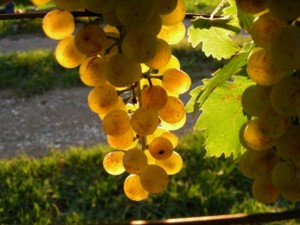 Provence Weine der Provence Südfrankreich